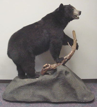 Taxidermied Black Bear
