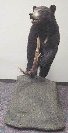 Taxidermied Black Bear