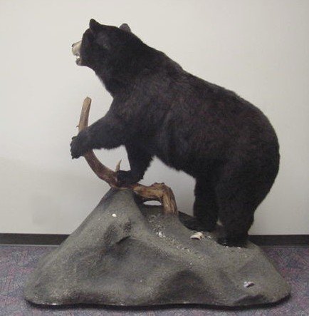 Taxidermied Black Bear