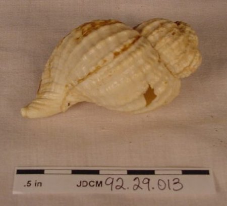Shell                                   