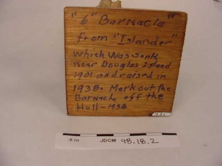 Mounted Barnacle From Islander