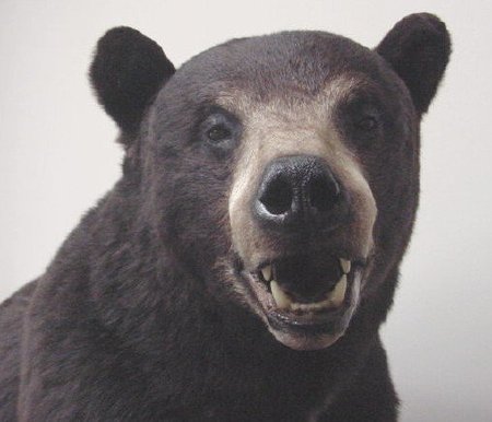 Taxidermied Black Bear