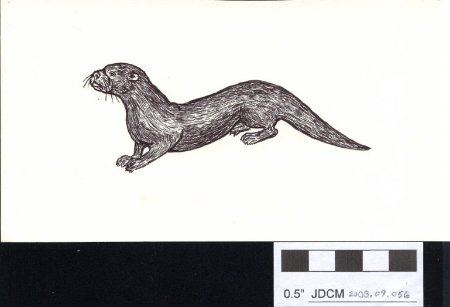 Claudia Kelsey ink drawing of an otter