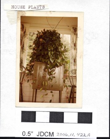 House Plants in Jensen Home- Hoya 1972