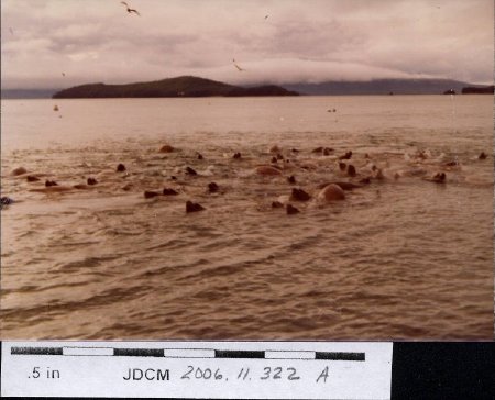 Sea Lions in Auke Bay 1978