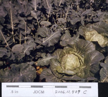 1985 Cabbage & Broccoli