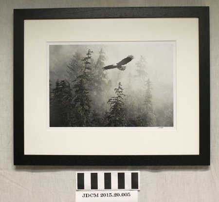Eagle Soaring in Tongass Forest