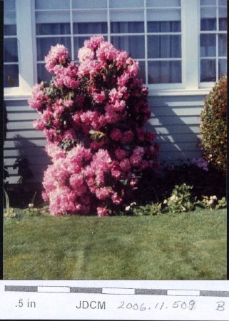 1986 Emma Lawson's rhododendron San Carols, Calif.