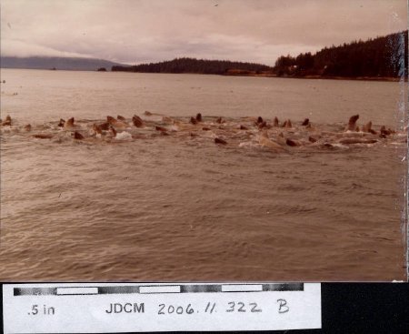 Auke Bay sea lions 1978