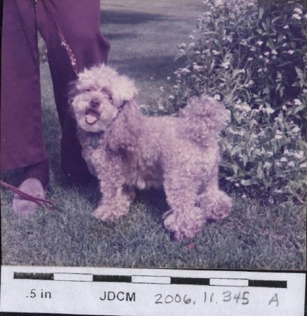 Bertha Hoff's pet poodle 1982