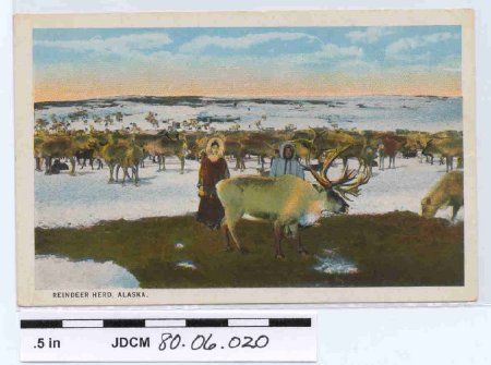 Colored Postcard of Reindeer H