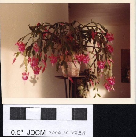 Jensen house plants Christmas Cactus ~1990