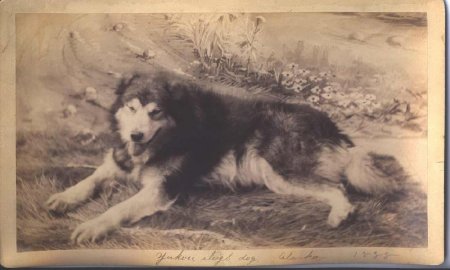 Yukon Sleigh Dog