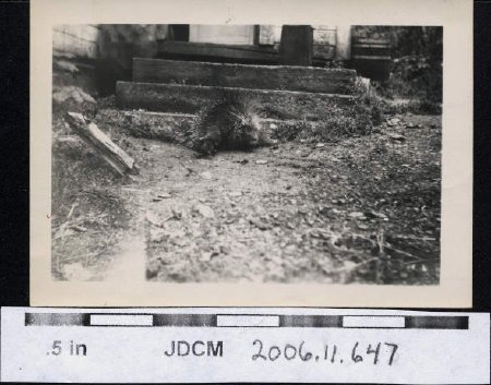 Porcupine near steps