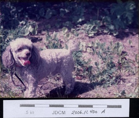 Bertha Hoff's poodle 