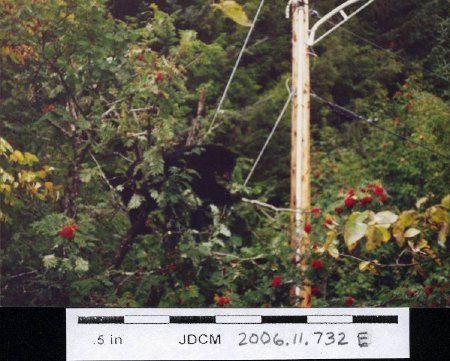 Black bear in Mt. ash 1994