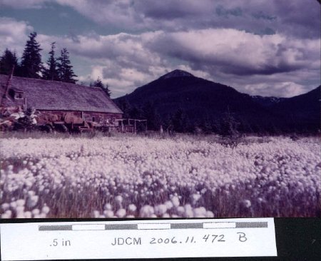 Cotton Field at at old Smith Dairy 1949