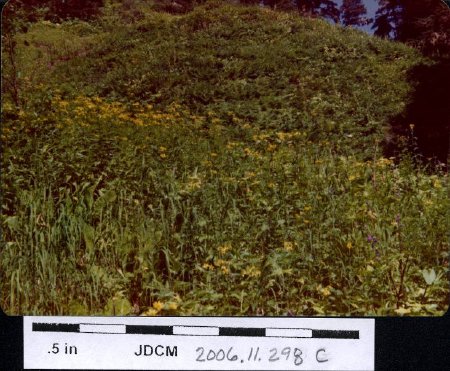 Alpine meadow flowers 1974