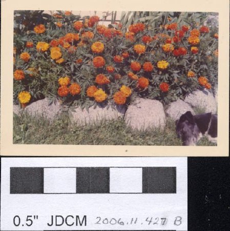 Marigold (Dwarf African) Jensen garden 1968