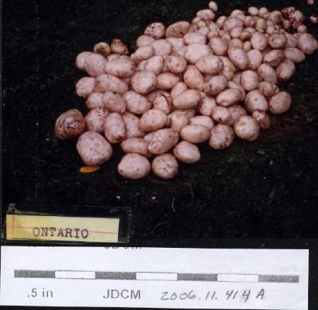 Ontario potatoes-Jensen garden 1992