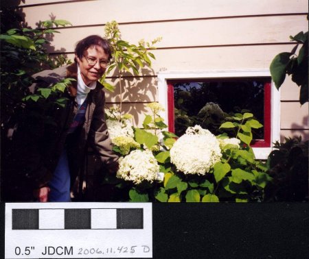 Garden Club tour of Jensen garden hydrangea 1998