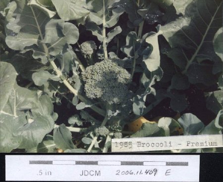 1985 Broccoli - Premium Caroline Jensen