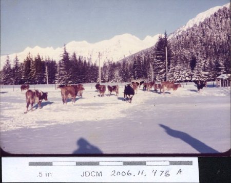 1949 Kendler Dairy herd
