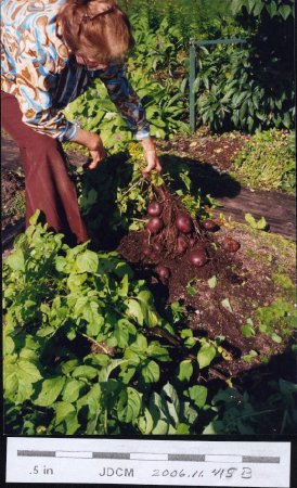 Caroline Jensen harvests potatoes 1997 - Swedish Purple