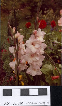 Gladiolus Jensen Garden