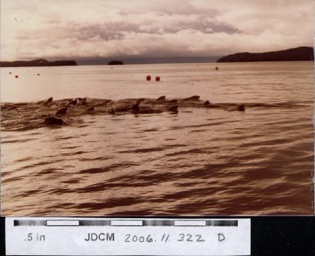 Sea lion pod Auke Bay 1978