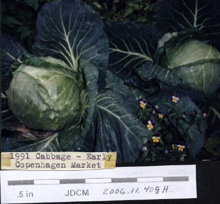 1991 Cabbage - Early Copenhagen Market
