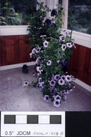 Jensen house plants Petunia 1991