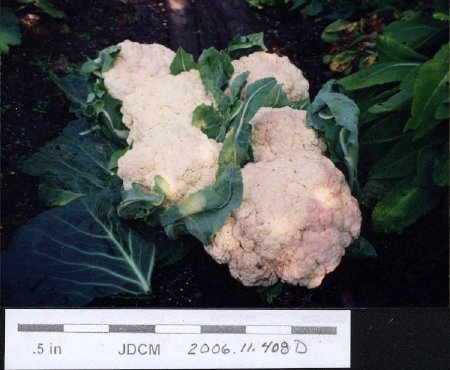Jensen Garden - Cauliflower 1994