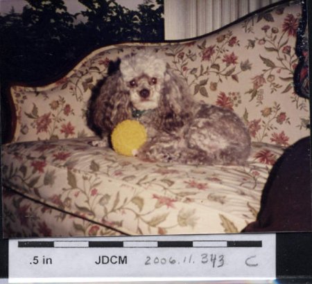 Bertha Hoff's pet dog 1985