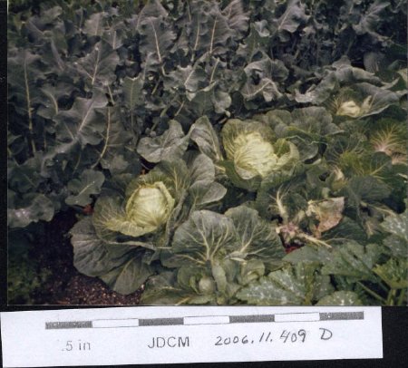 1985 Cabbage Jensen Garden