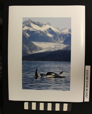 Two Orcas near Herbert Glacier