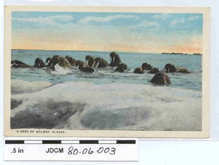 Colored Postcard of A Herd Of