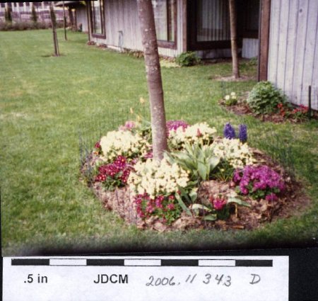 Bertha Hoff condo flowers 1985