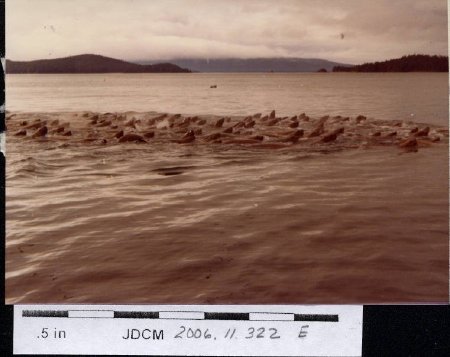 Sea lions Auke Bay 1978