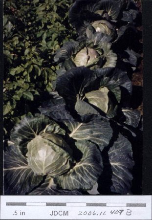 Cabbages at Jensen Garden