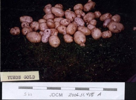 Yukon Gold Potatoes from Jensen garden