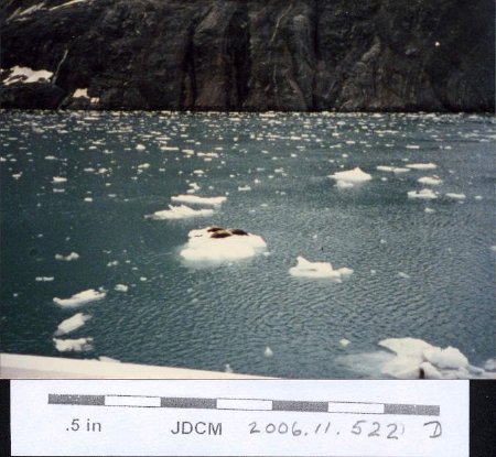Seals on Ice Floes- Glacier Bay