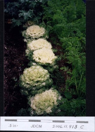 Flowering Kale Jensen garden 1994