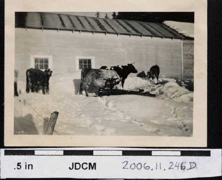 Cattle in snow-Olson homestead
