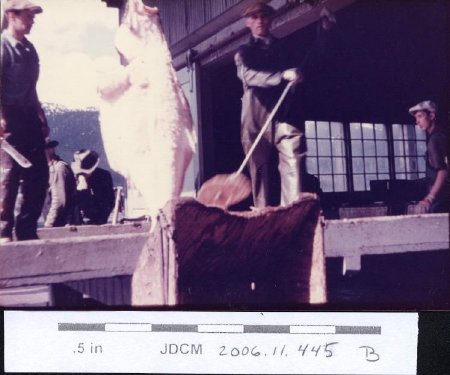 1948 Juneau Cold Storage hoisting halibut