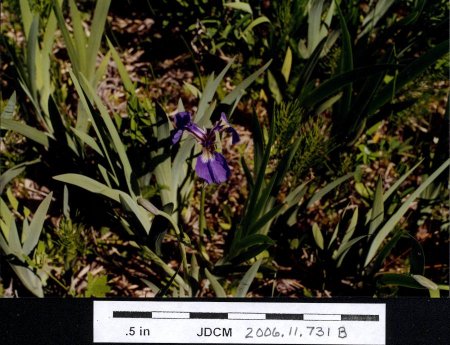 Wild purple iris
