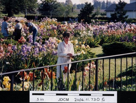 Cooley's Iris garden