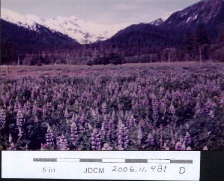 1949 Lemon Creek Area. Lupine in bloom