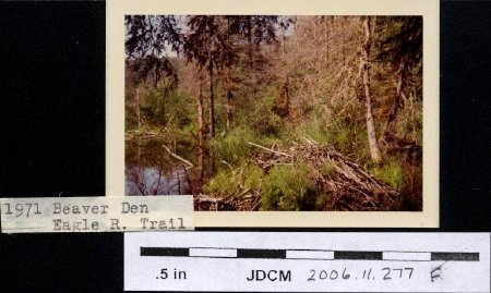 Eagle R. Trail beaver den 1971
