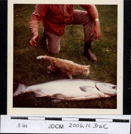 king salmon 1978 Jensens